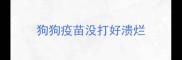 狗狗疫苗没打好溃烂