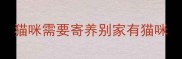 猫咪需要寄养别家有猫咪
