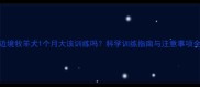 边境牧羊犬1个月大该训练吗科学训练指南与注意事项全