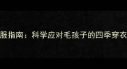 哈士奇穿衣服指南科学应对毛孩子的四季穿衣需求与误区