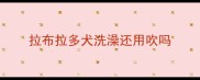 拉布拉多犬洗澡还用吹吗