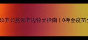 北京边牧免费领养公益领养边牧犬指南0押金疫苗全包终身回访