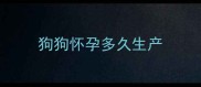狗狗怀孕多久生产