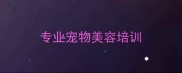 专业宠物美容培训
