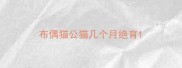 布偶猫公猫几个月绝育