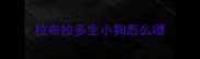 拉布拉多生小狗怎么喂