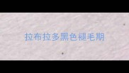 拉布拉多黑色褪毛期