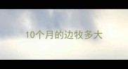 10个月的边牧多大
