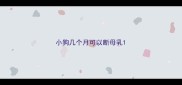 小狗几个月可以断母乳