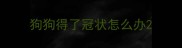 狗狗得了冠状怎么办