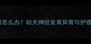两个月泰迪幼犬站不稳怎么办幼犬神经发育异常与护理指南附救治方案