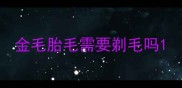 金毛胎毛需要剃毛吗