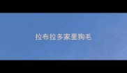 拉布拉多家里狗毛