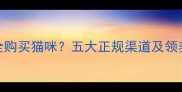 如何安全购买猫咪五大正规渠道及领养指南全