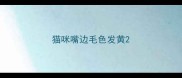 猫咪嘴边毛色发黄
