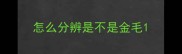 怎么分辨是不是金毛