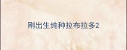 刚出生纯种拉布拉多