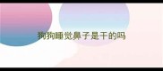 狗狗睡觉鼻子是干的吗