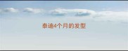 泰迪4个月的发型