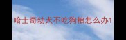 哈士奇幼犬不吃狗粮怎么办