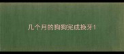 几个月的狗狗完成换牙