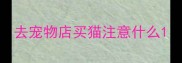 去宠物店买猫注意什么