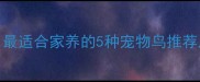 新手必看最适合家养的5种宠物鸟推荐及饲养指南