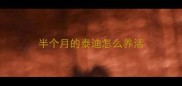 半个月的泰迪怎么养活