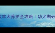 五个月边境牧羊犬养护全攻略幼犬期必看饲养指南