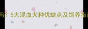 拉布拉多犬能杂交吗5大混血犬种优缺点及饲养指南附健康建议