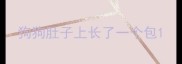 狗狗肚子上长了一个包