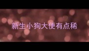 新生小狗大便有点稀