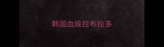 韩国血统拉布拉多