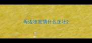 母边牧发情什么正壮