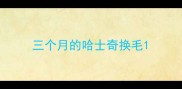 三个月的哈士奇换毛