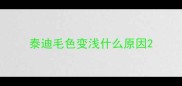 泰迪毛色变浅什么原因