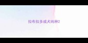 拉布拉多成犬纯种