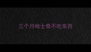 三个月哈士奇不吃东西
