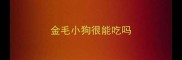 金毛小狗很能吃吗