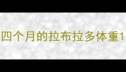 四个月的拉布拉多体重