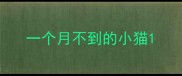 一个月不到的小猫