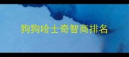 狗狗哈士奇智商排名
