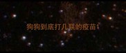 狗狗到底打几联的疫苗