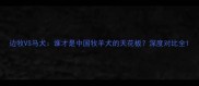 边牧VS马犬谁才是中国牧羊犬的天花板深度对比全