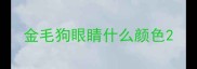 金毛狗眼睛什么颜色