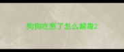 狗狗吃葱了怎么解毒