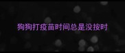 狗狗打疫苗时间总是没按时