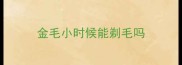 金毛小时候能剃毛吗