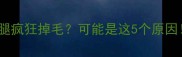 7个月金毛前腿疯狂掉毛可能是这5个原因附自救指南
