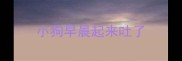 小狗早晨起来吐了